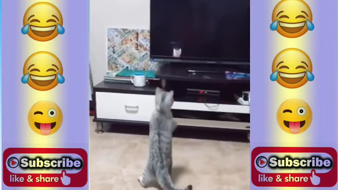 Funny animal videos in real life