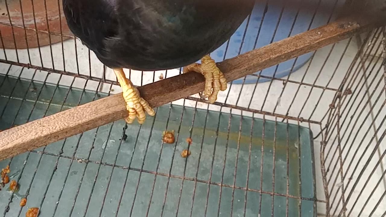Talking bird moyna