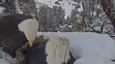 Eagle’s partner returns with food for her
