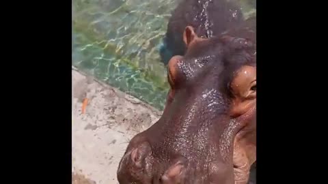 funny moments caught on camera