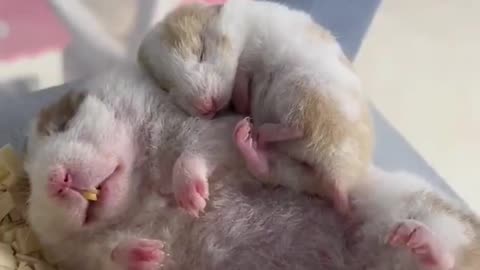 So cute 🐹🥰