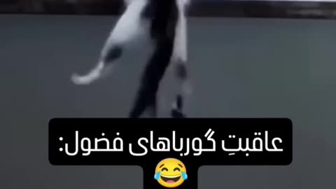 Caught in the Act! Naughty Cats Compilation 😹 Cats Being Criminals – Too Funny!
