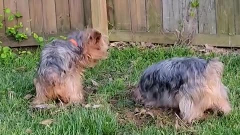 Batman and Chewy, digging a pool #yorkies #funnydogs