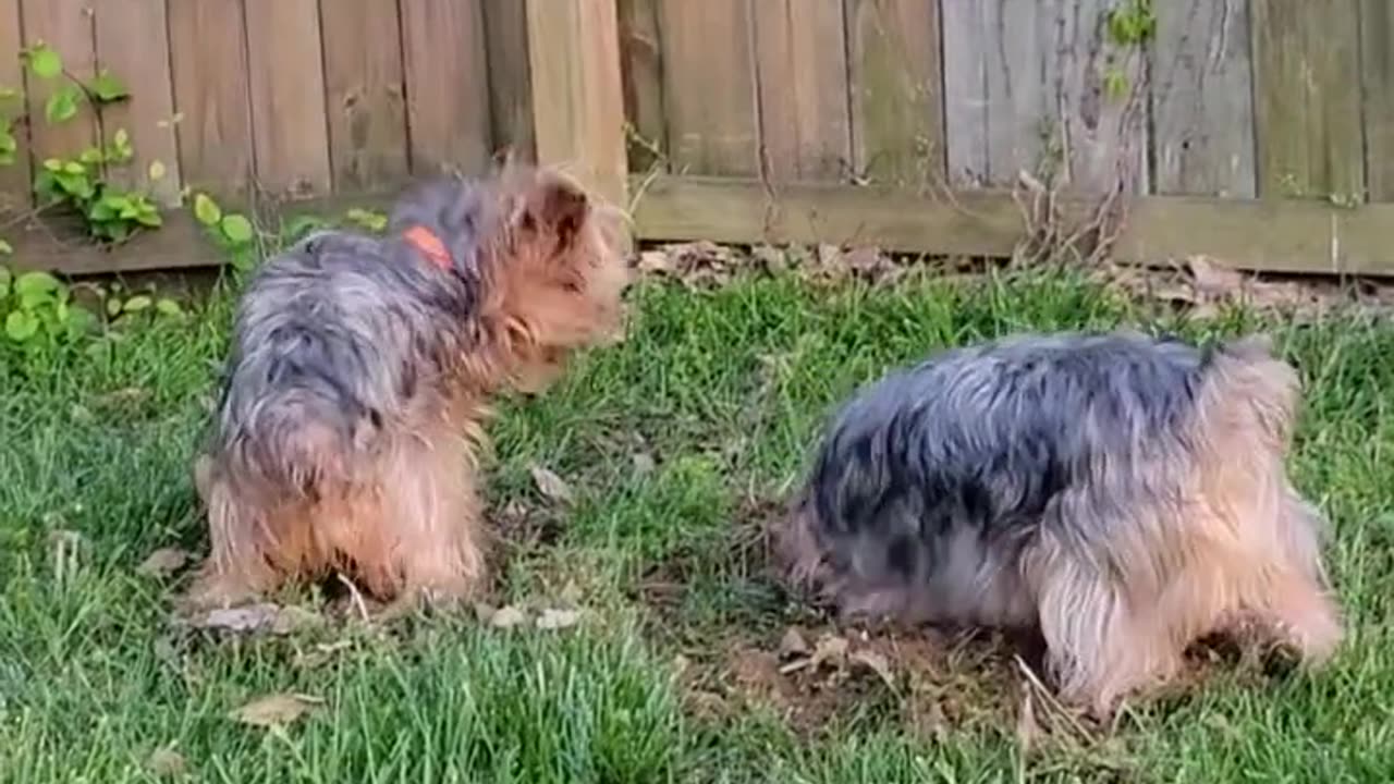 Batman and Chewy, digging a pool #yorkies #funnydogs