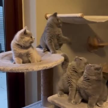 “😻 This Is So Cute! Cats Being Adorable ❤️🐾”