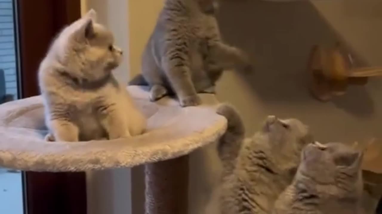 “😻 This Is So Cute! Cats Being Adorable ❤️🐾”