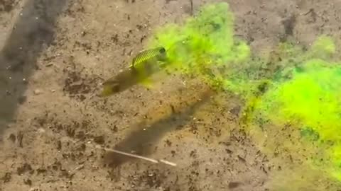 The strangest things caught on camera