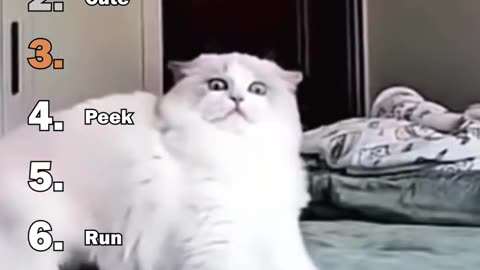 Ranking Best Cats Security Cam Moments