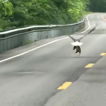 Here's an Eagle Carrying an Opossum Very Close to the Ground