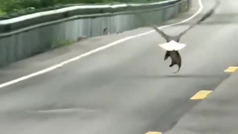 Here's an Eagle Carrying an Opossum Very Close to the Ground