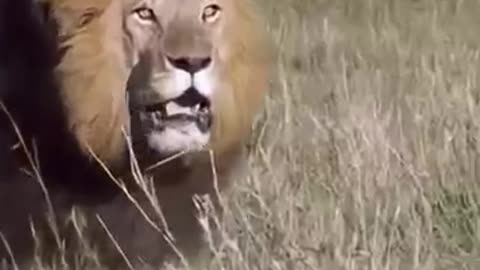animals