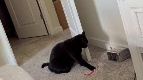 Cute Precious Piper Likes to Play with a Straw - Adopting a Cat from a Shelter Vlog