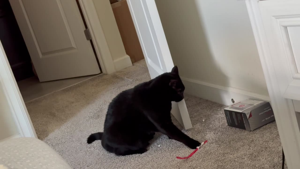Cute Precious Piper Likes to Play with a Straw - Adopting a Cat from a Shelter Vlog