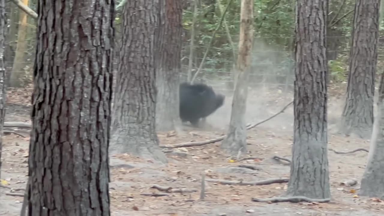 Jagdterrier on boar