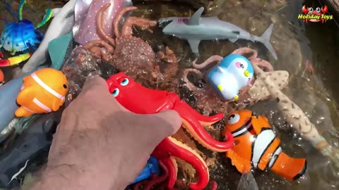 Giant Red Octopus Falls Into River After Slipping from Rock