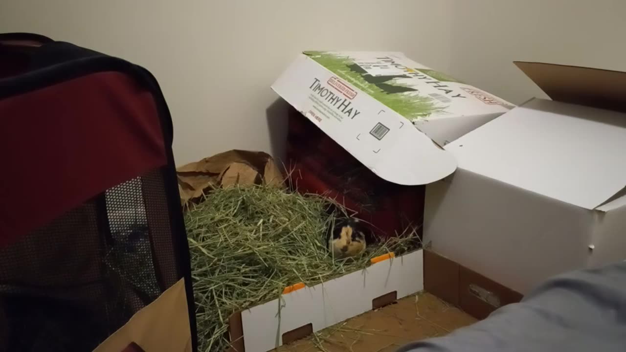 DAVID DOESN'T CARE ABOUT RULES