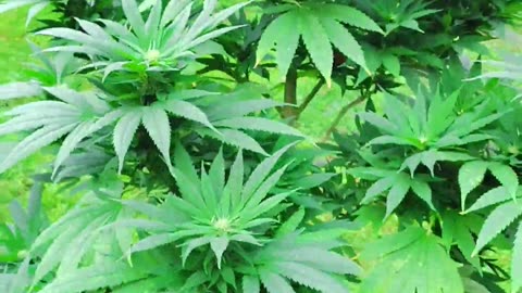 Gary Payton 8-17 Outdoor Update