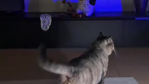 disco dancing cat 😂