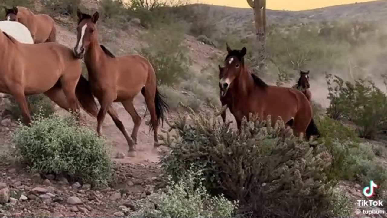 TONTO NATIONAL FOREST ARIZONA