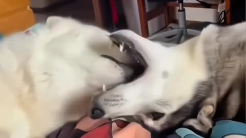 Dog's Comedy Videos 🤣 so cute videos 😍 funny videos 🤣