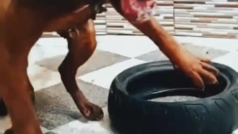 Dog's like this is good or bad
