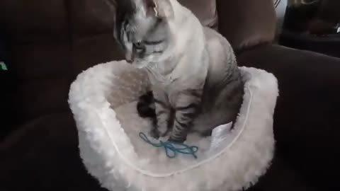 Purrfectly Calm: Watch This Kitty Lounge in Pure Bliss