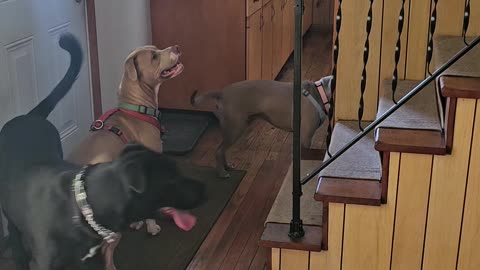When Your Dogs Have Never Seen Stairs Before