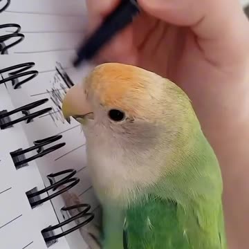 Hilarious Pets That Will Make You Cry Laughing!