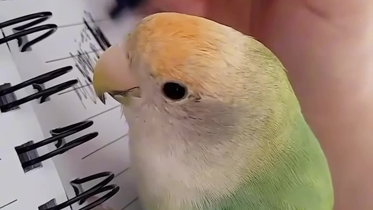 Hilarious Pets That Will Make You Cry Laughing!