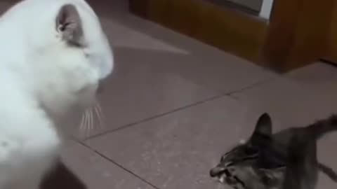 Most exciting knockout of the year🤣🤣#funnycat #pet #fyp #funnyvideos #catsoftiktok #cute #kitten #ca