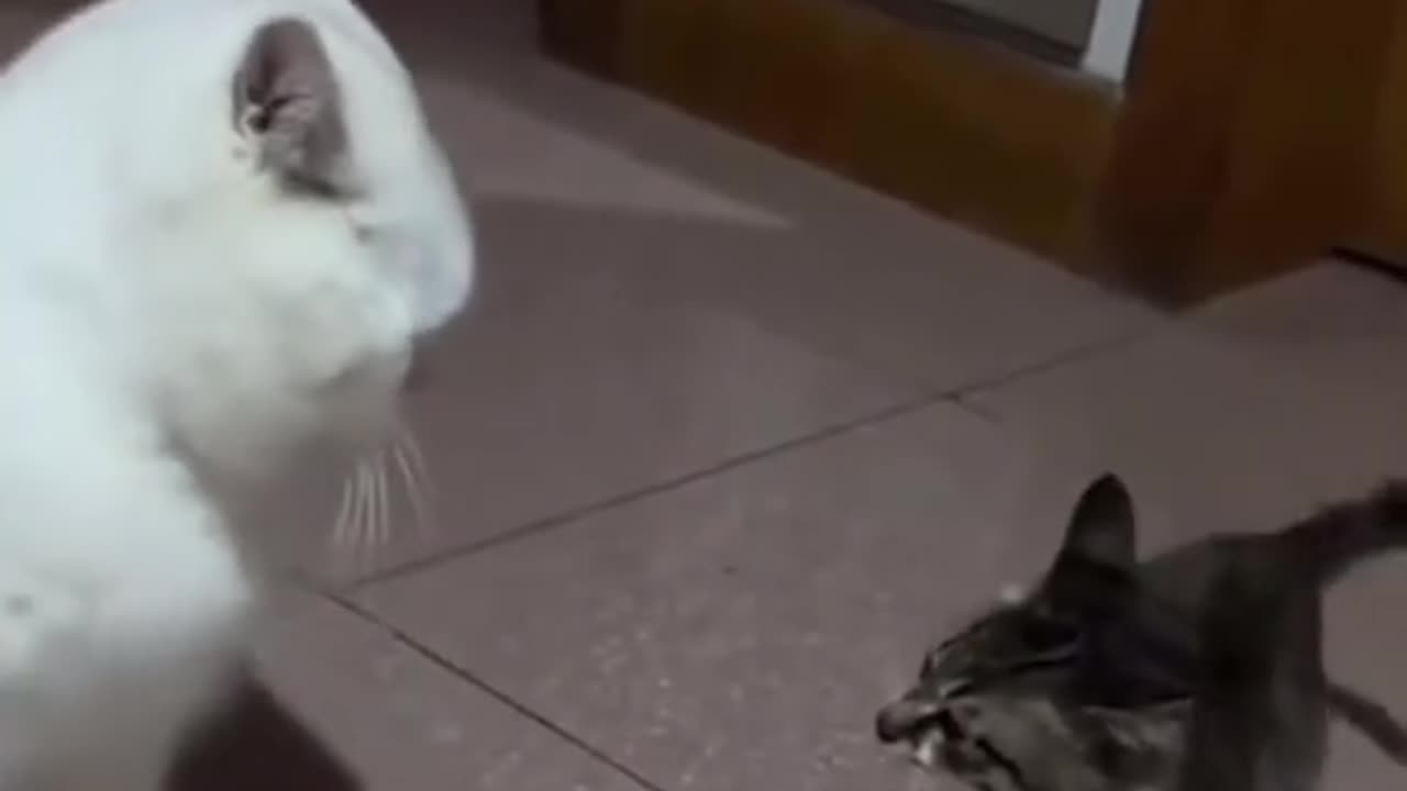 Most exciting knockout of the year🤣🤣#funnycat #pet #fyp #funnyvideos #catsoftiktok #cute #kitten #ca