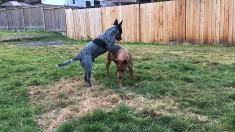 backyard wrastlin 39084230984