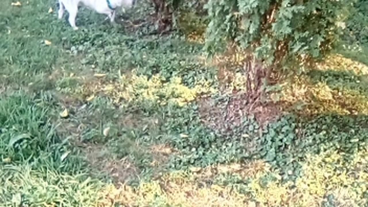 dog