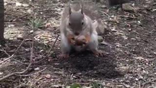 Squirrel watches another burying its food, then swoops and steals the nut
