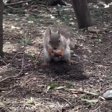 Squirrel watches another burying its food, then swoops and steals the nut