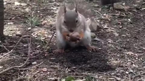 Squirrel watches another burying its food, then swoops and steals the nut