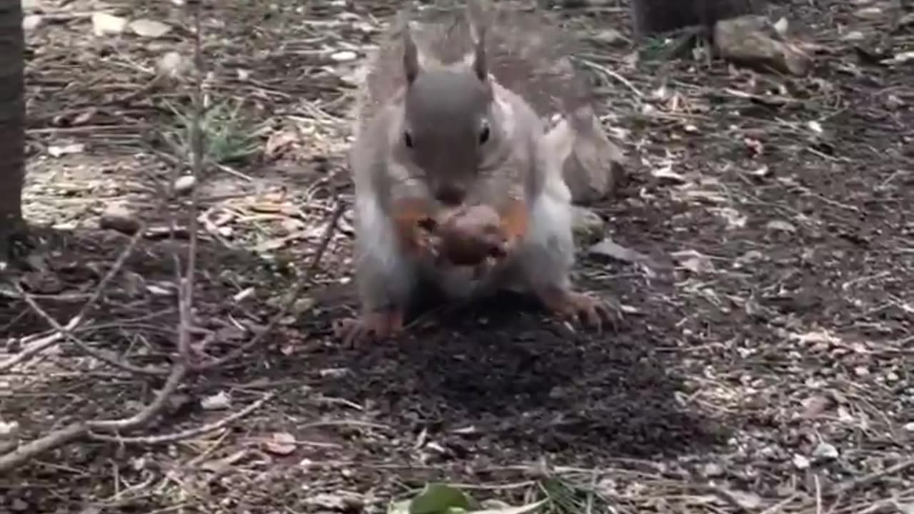 Squirrel watches another burying its food, then swoops and steals the nut