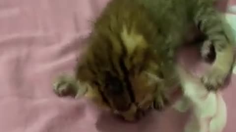 Cute Kitty Baby Cat Kitten Shorts Fanny Video Part 3