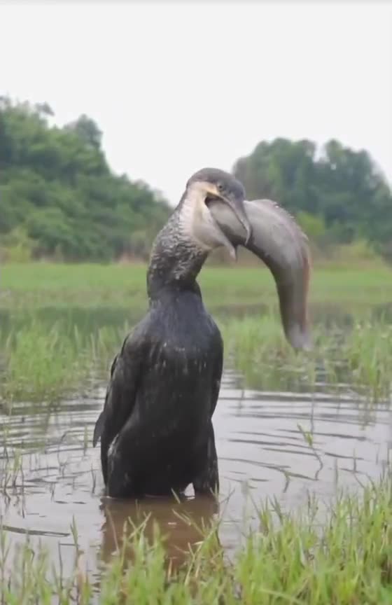 "Greedy Bird Caught on Camera 😂🐦"
