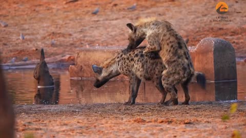 HYENA PASSES OUT AFTER HAPPY ENDING