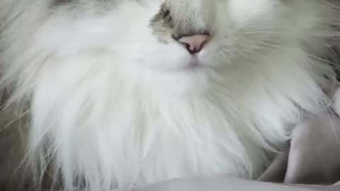 Ragamuffin El misterioso origen del gato más tierno del mundo