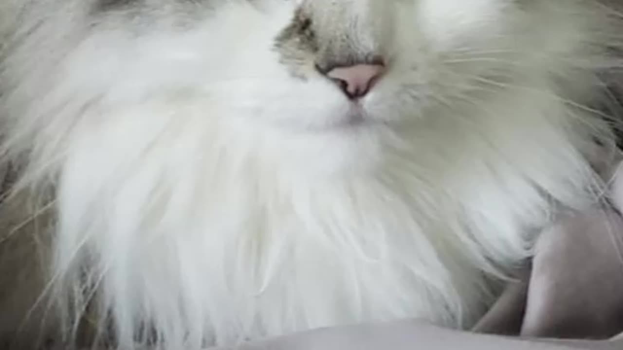 Ragamuffin El misterioso origen del gato más tierno del mundo