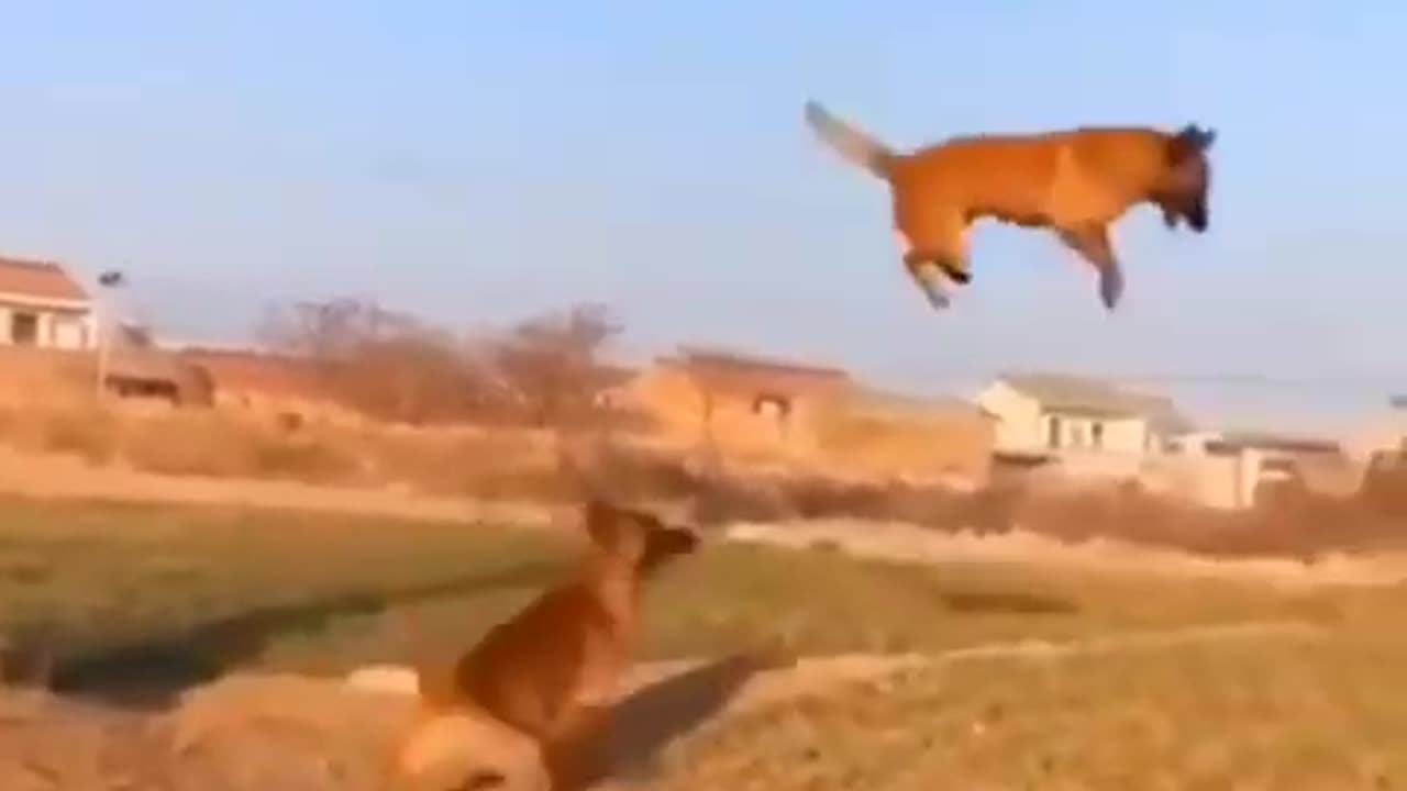 Funny Animal video