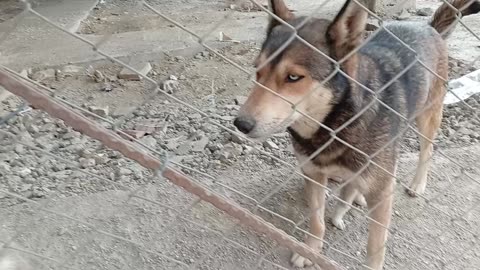 سگ دو رگه از نژاد هاسکی و ژرمن