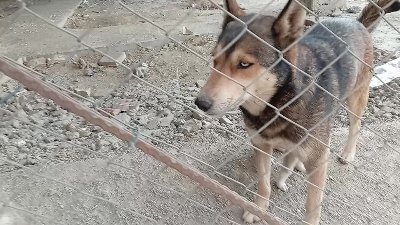 سگ دو رگه از نژاد هاسکی و ژرمن