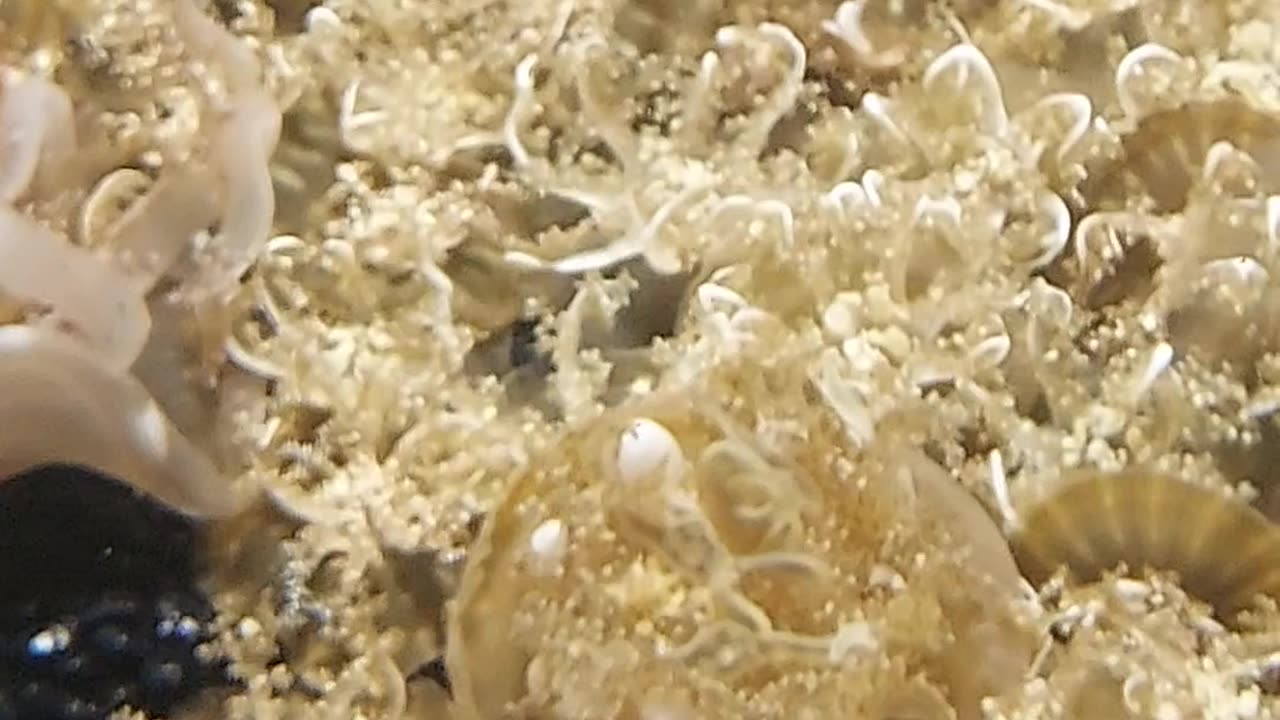 jelly fish 2of3