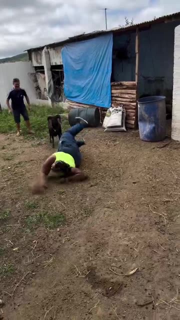 This Goat is not playing at all