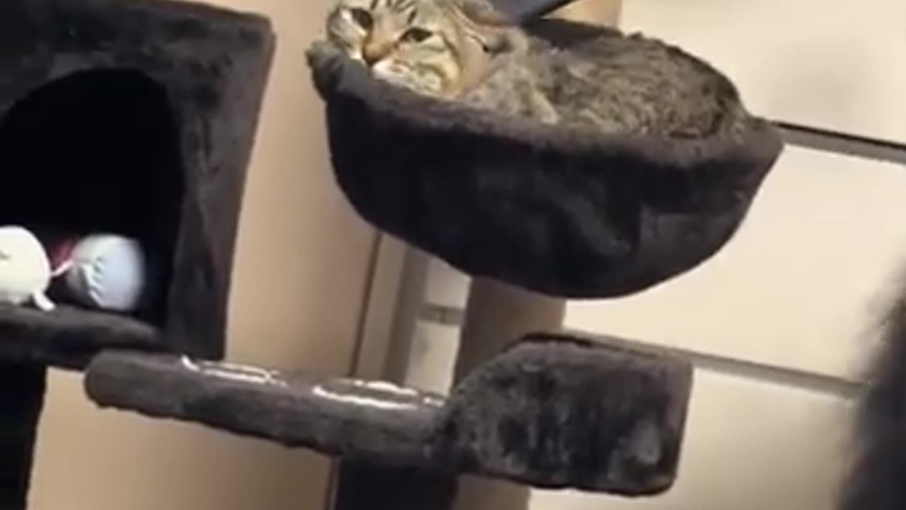 TRY NOT TO LAUGH 😆 Best Funny Videos Compilation 😂😁😆 Memes.