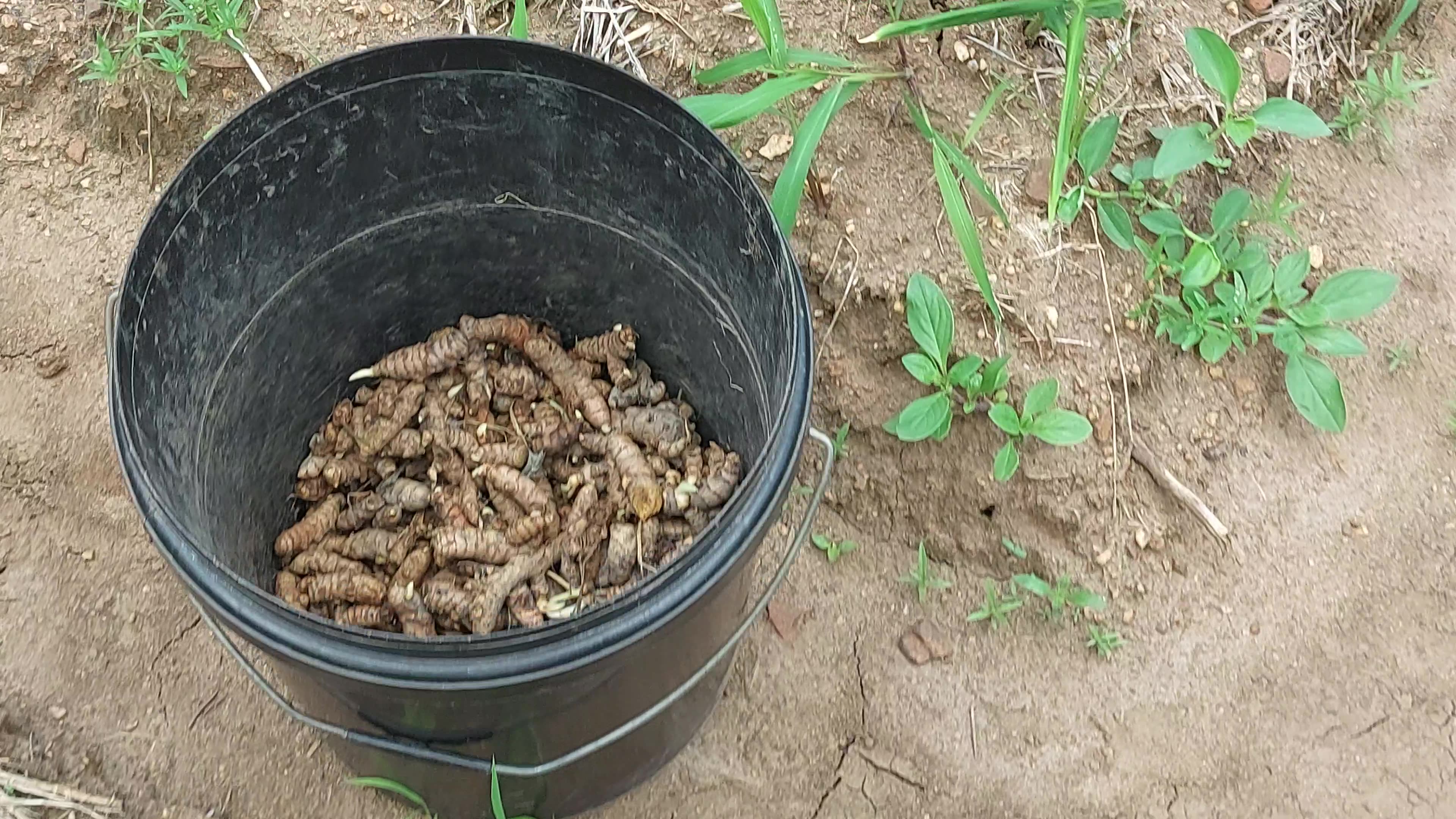 Looks Like a Planet Inside Turmeric 🌍🟡 | Nature’s Hidden Art – Must Watch!