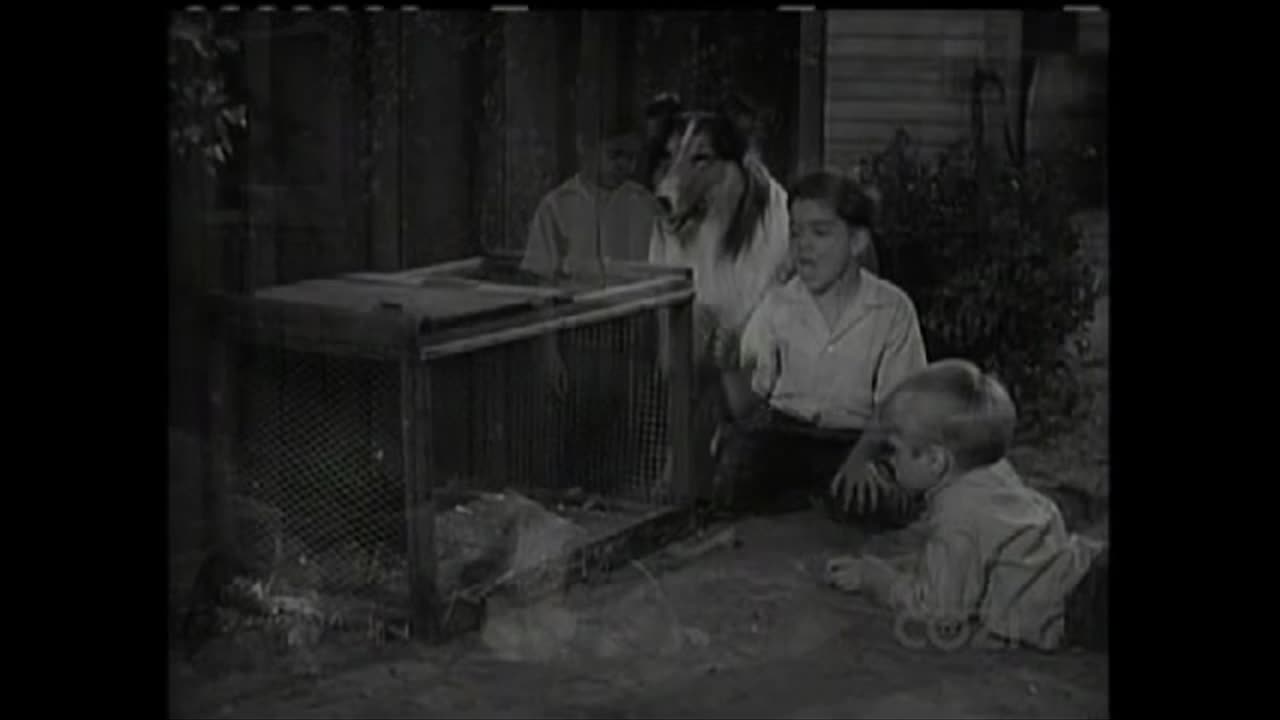 Lassie - Episode 128 - 'Sinbad'